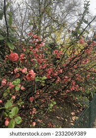 Spring has come, spring branches bloomed