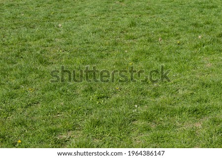 Spring has come and the grass has grown in the fields, in the parks and in the gardens. Green lawn texture background. Element of design