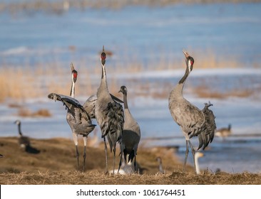 Spring has finally arrived in Sweden and these beautiful majestic Cranes dancing and eating by lake Hornborgasjön is a living proof that winter is slowly letting go of the landscape. 03/30/18