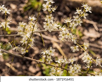 Spring Hawthorn Flowers On Hedge, Pickmere, Knutsford, Cheshire, Uk