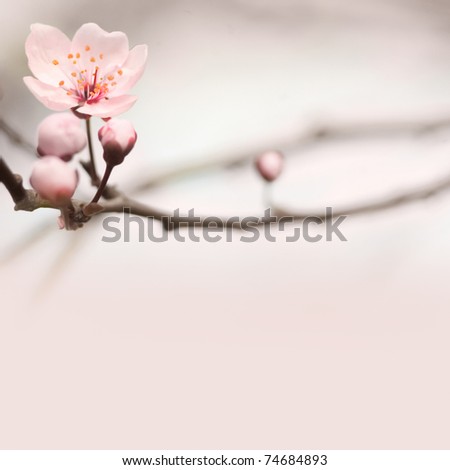 Spring header with with pink flower, buds and copy space.