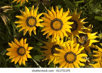 Spring is here. Different flowers in various colors