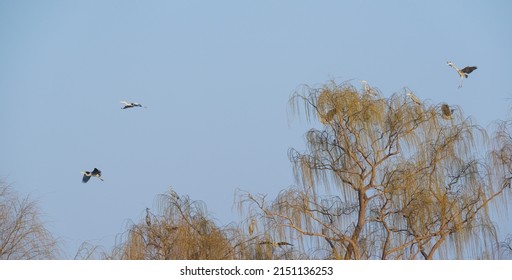Spring herons fly over the willows