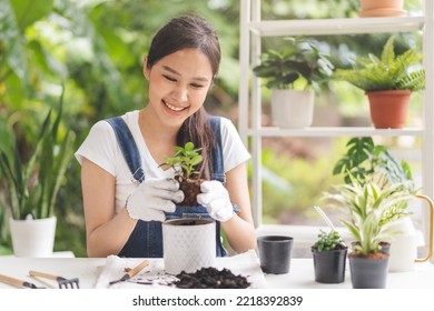 Spring hobby, pretty asian young woman, girl transplanting in ceramic flower pot, houseplant with dirt or soil on table at home, gardening tree plant in garden farm, green tropical, beauty and nature - Powered by Shutterstock