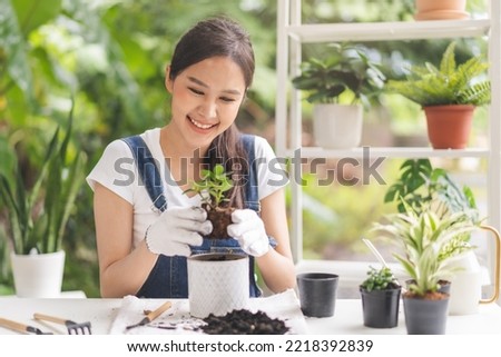 Spring hobby, pretty asian young woman, girl transplanting in ceramic flower pot, houseplant with dirt or soil on table at home, gardening tree plant in garden farm, green tropical, beauty and nature