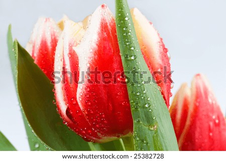 Similar – Image, Stock Photo Tulips white red Plant