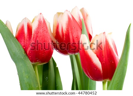 Similar – Image, Stock Photo Tulips white red Plant