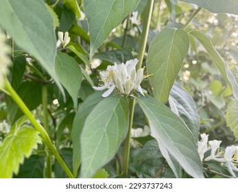 Spring honeysuckles basking in warm light.