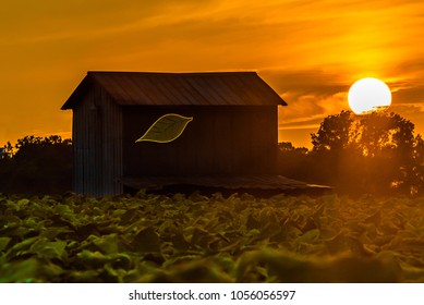 Spring Hope, NC: The Sun Sets Over A Tobacco Field And Barn.