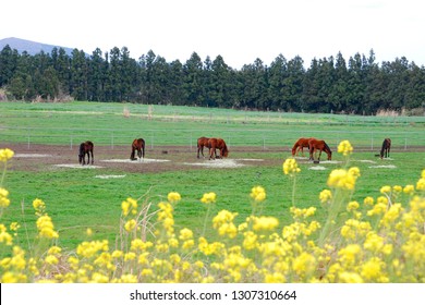 Spring Horse Ranch Landscape - Jeju Island, Korea