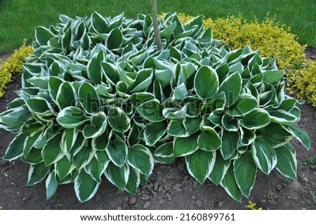 In the spring the hosta grows in the garden