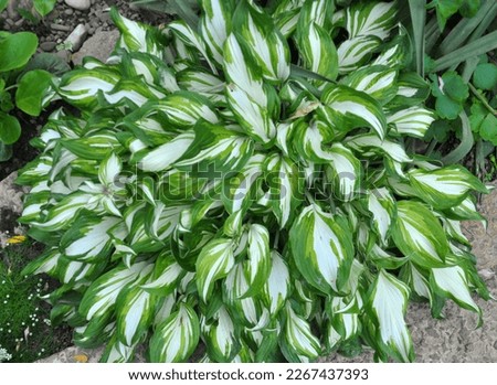 In the spring the hosta grows in the garden