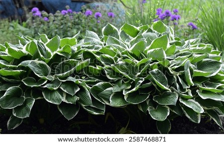 In the spring the hosta grows in the garden