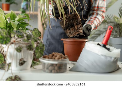 Spring Houseplant Care. Close-up of man is transplanting houseplant into new pot at home. Gardener repotting plant. Copy space - Powered by Shutterstock