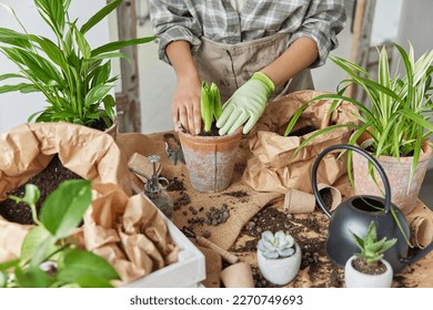 Spring houseplant care growing concept. Unknown woman repots flowers uses fertilizer surrounded by different pots wears protective glove poses near messy table with soil around. Selctive focus on pot