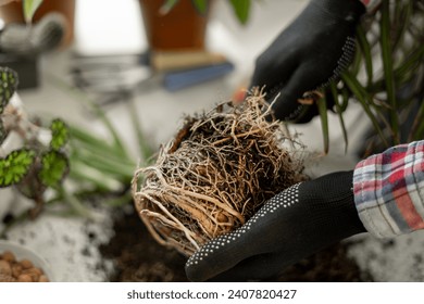 Spring Houseplant Care. Man repotting houseplants and transplanting plant into new pot at home. Close-up - Powered by Shutterstock