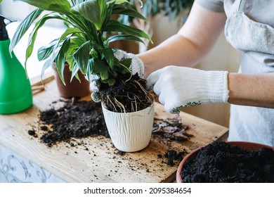 Spring Houseplant Care, repotting houseplants. Waking Up Indoor Plants for Spring. Woman is transplanting plant into new pot at home. Gardener transplant plant Spathiphyllum - Shutterstock ID 2095384654