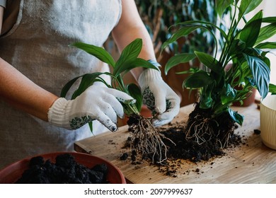 Spring Houseplant Care, repotting houseplants. Waking Up Indoor Plants for Spring. Woman is transplanting plant into new pot at home. Gardener transplant plant Spathiphyllum. Selective focus - Powered by Shutterstock