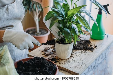 Spring Houseplant Care, Waking Up Indoor Plants for Spring. Woman is transplanting plant into new pot at home. Gardener transplant plant Spathiphyllum - Shutterstock ID 1902789850
