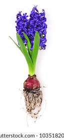 Spring Hyacinth With Flower Bulb And Roots Isolated Over White Background