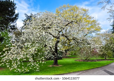 Spring In Hyde Park, London, UK