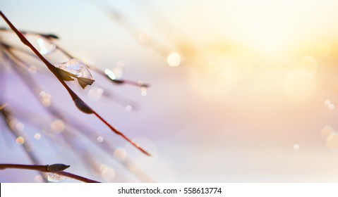 Spring Icicle Melts; March Tree Branch Background.