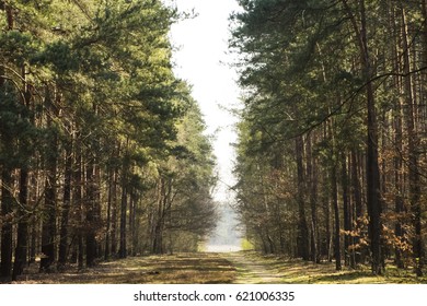 Spring Im Kampinos National Park