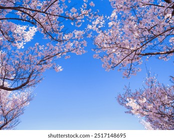 Spring image: Cherry blossoms and blue sky - Powered by Shutterstock