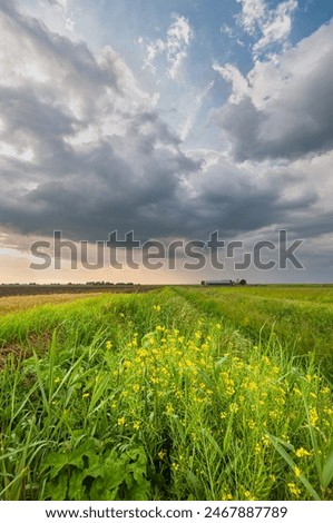 Image, Stock Photo showers over yellow rapeseed field