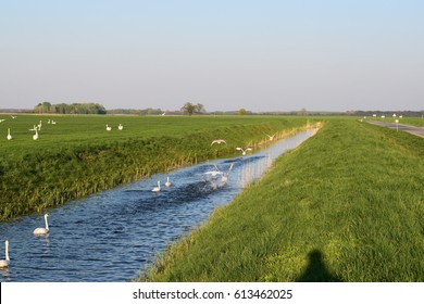 Spring In An Irrigation Ditch. Swans.