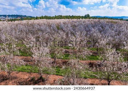 Spring in Israel. Huge flowering almond grove. Trees blooming with pink flowers, planted between grass strips. Beautiful sunny spring day. Aerial photography. Shooting from a quadrocopter.