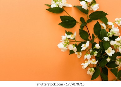 Spring jasmine branch on orange background. High quality photo
