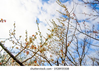 Spring Jeju Island And White Plum Blossoms