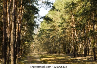 Spring In Kampinos National Park