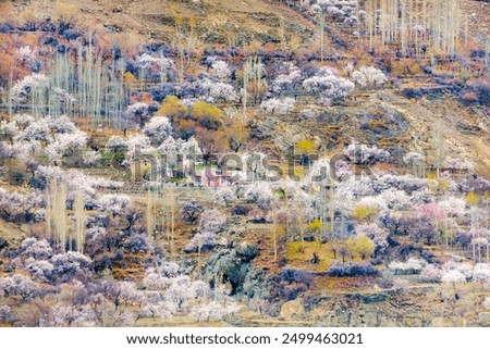 Spring, also known as springtime, is one of the four temperate seasons, succeeding winter and preceding summer. blossom in hunza, gilgit baltistan, Pakistan