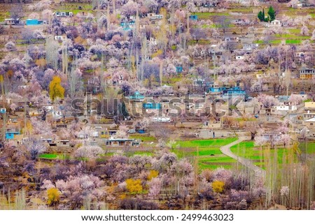 Spring, also known as springtime, is one of the four temperate seasons, succeeding winter and preceding summer. blossom in hunza, gilgit baltistan, Pakistan