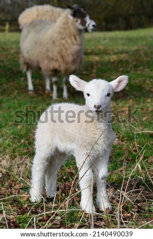 Similar – Image, Stock Photo Beautiful lamb next to its mother