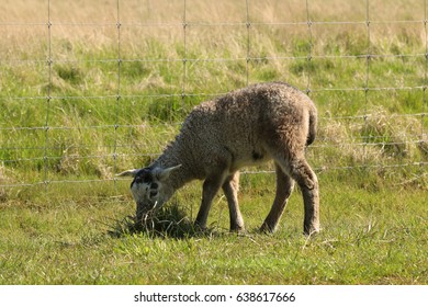 Spring Lamb. Karakul Sheep.