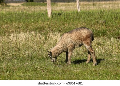 Spring Lamb. Karakul Sheep.