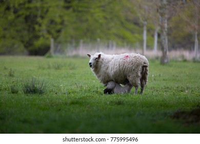 A  Spring Lamb Kneeling Down To Suckle From Its Mother On A Green Pasture