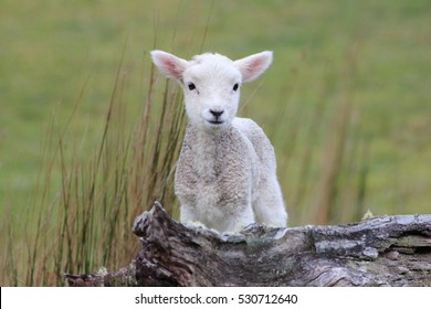 Spring Lamb, New Zealand