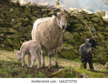 Spring lamb with sheep in a field 