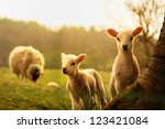 Spring Lambs