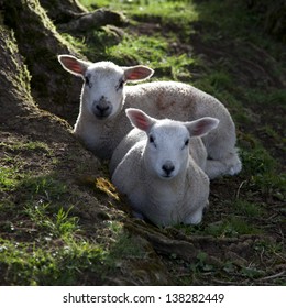 Spring Lambs, Cotswolds, England