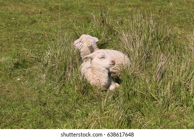 Spring Lambs. Karakul Sheep.