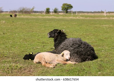 Spring Lambs. Karakul Sheep.