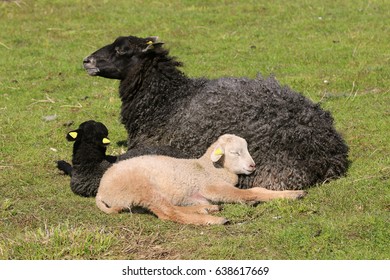 Spring Lambs. Karakul Sheep.