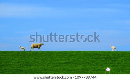 square sheep Colour photo