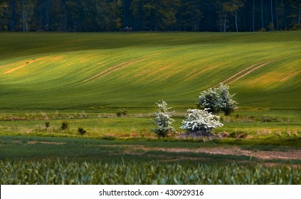 Spring Landscape