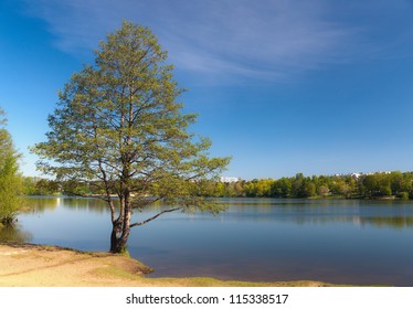 Spring Landscape With An Alder On The Bank Of The Lake